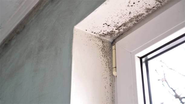 Best Bathroom Mold Remediation in La Conner, WA