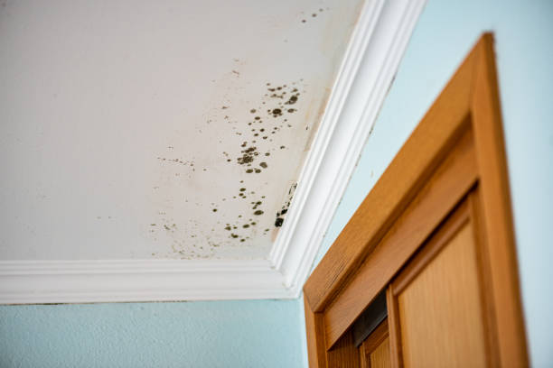 Best Localized Mold Remediation (e.g., coastal areas, humid climates) in La Conner, WA