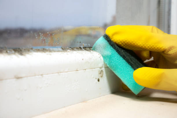 Best Attic Mold Remediation in La Conner, WA