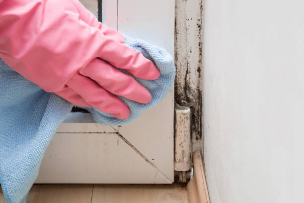 Best Basement Mold Remediation in La Conner, WA